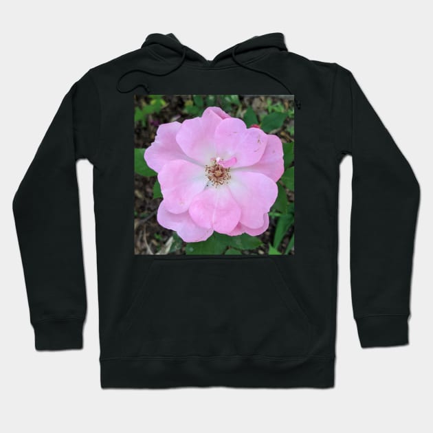 Light Pink Delicate Flower Photographic Image Hoodie by AustaArt